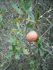 quercus berberidifolia